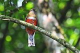 Collared Trogon